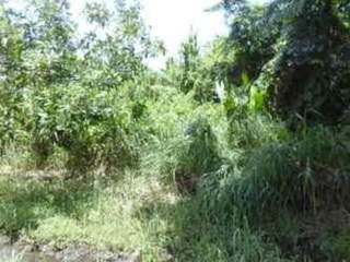 Land for Sale in Sabanitas - 0 bedrooms