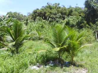 Vacant tropical land with young palm trees and dense forest in Nuevo Colón area Panama Caribbean side