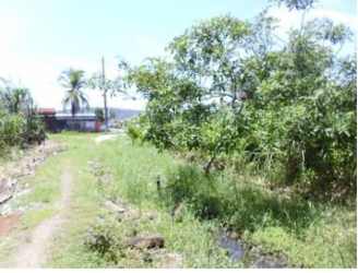 Green development land with forest in Nuevo Colón Sabanitas Panama Province near the Caribbean Sea