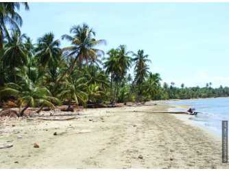 Sandy beach lined with coconut palms beachfront property Costa Abajo Panama