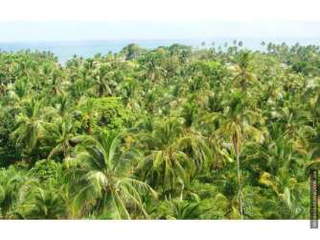 Land / Beachfront Lot for Sale in Costa Abajo, Platanal - 0 bedrooms