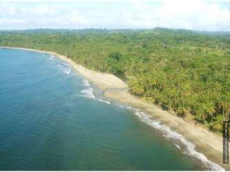 Natural coconut plantation along Caribbean sandy beachfront Playa de Coco Panama