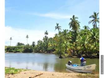 Calm river waters lined by palm trees at Caribbean beachfront land development site Panama