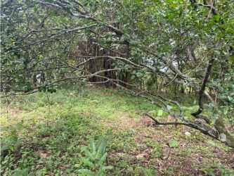 Wooded rural property with dense trees and natural greenery in Cerro Picacho