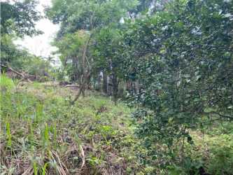 Forested lot with tall trees and abundant vegetation in Sorá, Chame Panama