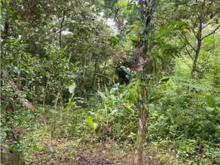 Land for Sale in Chame - 0 bedrooms