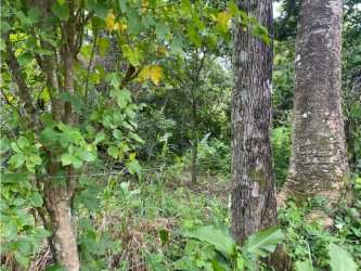 Forested mountain slope land with dense foliage in Cerro Picacho Sorá Panama