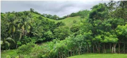 Lush green fields with forest trees on large rural farmland for sale in Panama.