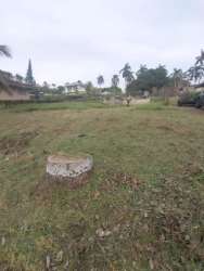 Open grass plot with tree stump and palm trees in suburban Howard Capira Panama