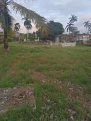 Tropical grassy lot with palm trees and fence in Howard Capira Panama West
