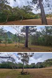 Mature trees and lush nature on large Panama mountain property for sale near El Valle