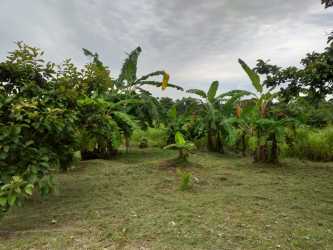 Tropical farmland with banana trees and lush vegetation Penonomé Coclé Panama