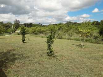 Open grassy area with young trees on 12000sqm titled land Penonomé Coclé