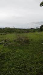 Open green land with bushes under cloudy sky ideal for agriculture near Las Tablas Panama
