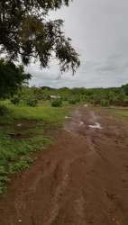 Open dry grassy acreage bordered by trees in Panama countryside