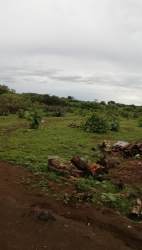 Green open farmland with scattered trees and fencing near Las Tablas Panama