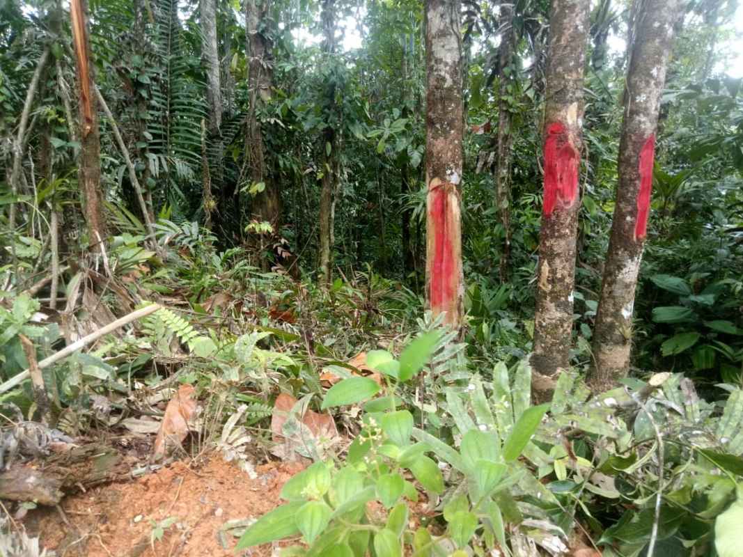 Dense tropical rainforest with trees marked with red paint on Llano Cartí farm Panama