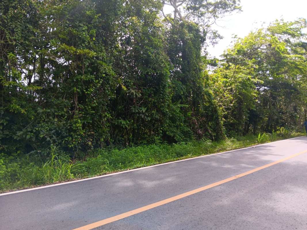 Paved road with yellow line and dense greenery leading to farmland in Llano Cartí Chepo Panama