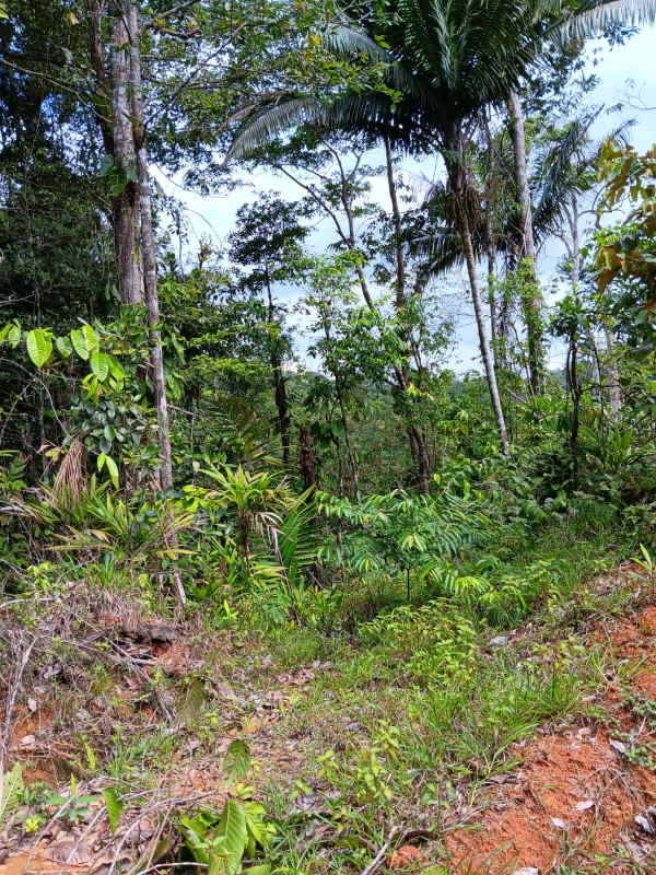 Thick tropical forest area with dense foliage on Llano Cartí farmland Panama