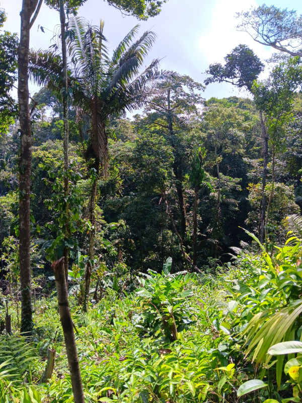 Dense green jungle vegetation with tall trees on Llano Cartí farmland for sale Panama