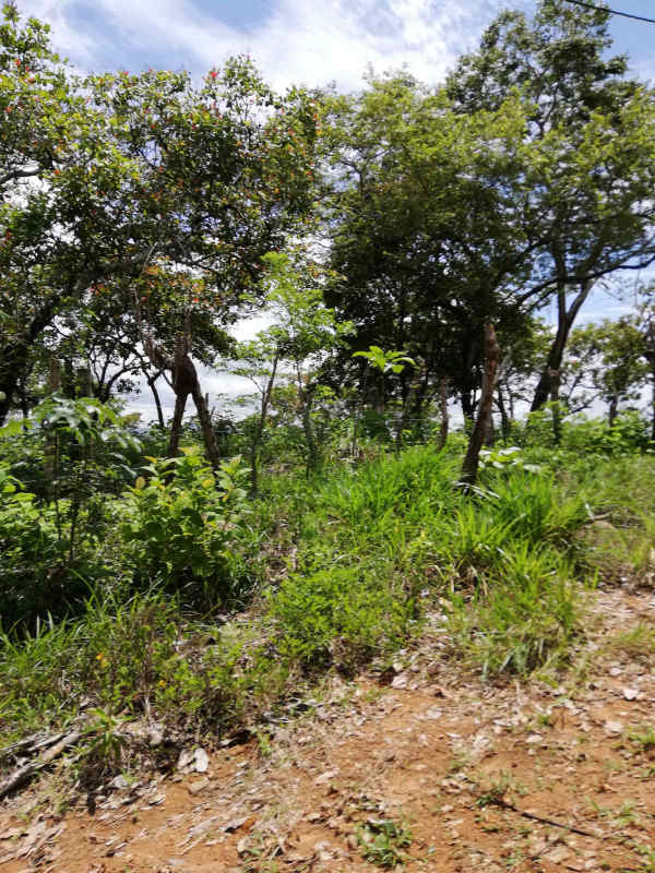 Large flat undeveloped land lot with greenery ideal for development in Pacora Panama