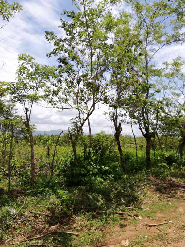 Open countryside plot with natural vegetation and blue sky Pacora Panama