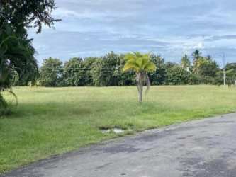 Grassy vacant buildable lot with palm tree in El Chirú Panama Riviera