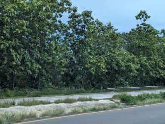 Paved roadside area lined with mature green forest under a blue sky in San Carlos Panama
