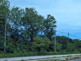 Dense forest adjacent to paved road with utility poles in rural Panama farmland