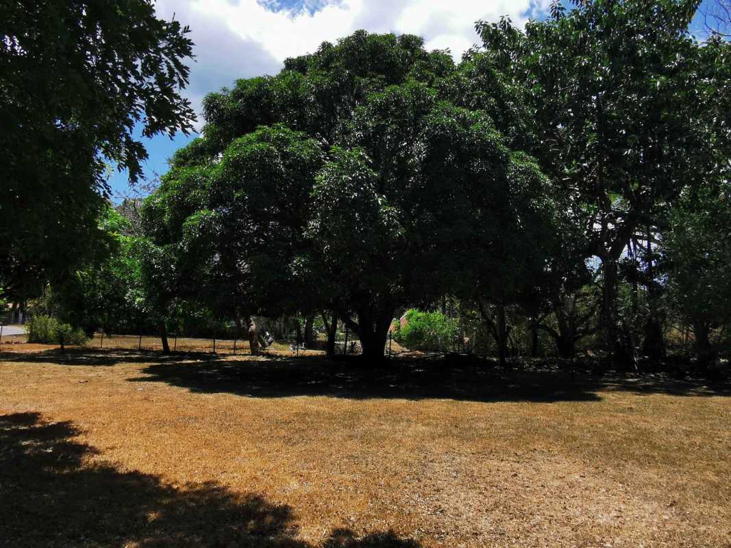 Private yard with above ground pool shaded by mature trees in Santa Clara Panama