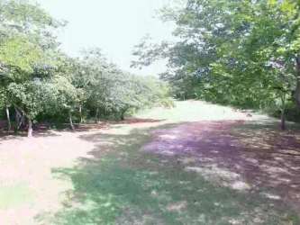 Open grassy beachfront landscape with mature trees in Chumico Redondo