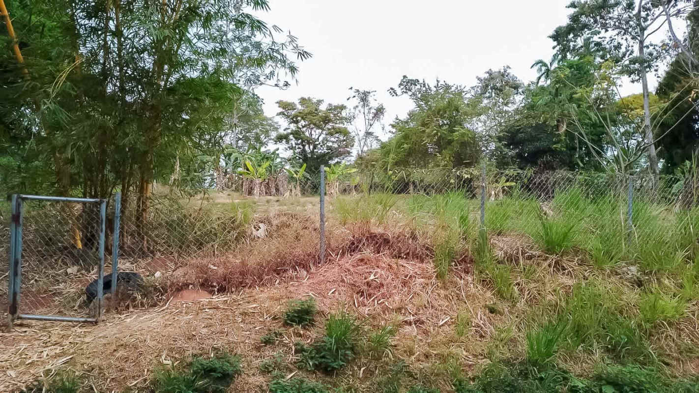 Fenced property with metal gate and tropical vegetation Pedregal Tocumen Panama
