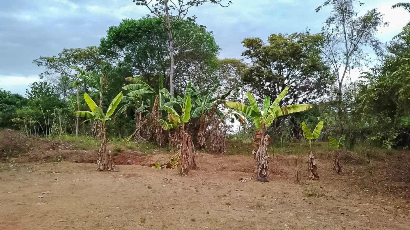 Agricultural plot view with banana plantation on flat terrain Pedregal Panama City