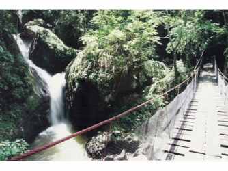Natural path lined with dense trees and greenery in residential mountain setting