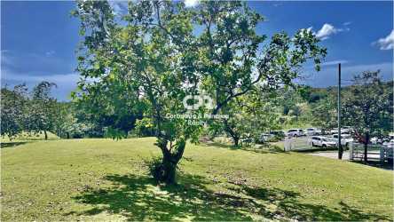 Large open lot with a single mature tree inside Coronado Colinas del Mar community