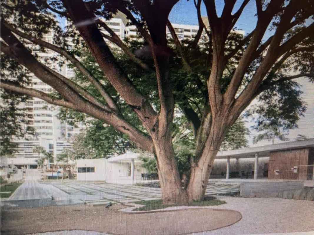 Modern landscaped plaza with mature tree in PH Country Club Condado del Rey Panama
