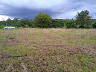 Flat open grass plot with trees for sale near Penonomé Panama perfect development land