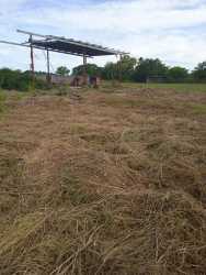 Flat open rural plot with simple metal shed ideal for agricultural use Penonomé Panama