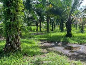 Natural creek surrounded by dense vegetation and trees on Chiriquí farmland near Las Lajas Panama