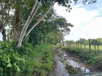 Dirt path surrounded by palm and shade trees on tropical farmland in Las Lajas, Chiriquí Panama