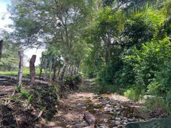Tropical palm plantation with rows of palm trees on agricultural land Las Lajas San Félix Panama