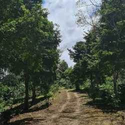 1.28M m² Coffee, Livestock & Banana Farm Santa Clara Chiriqui