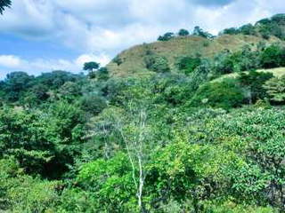 Agricultural Land for Sale in Calobre - 0 bedrooms