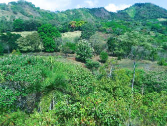 Lush rolling pasture and hills on 55 hectare cattle farm Calobre Veraguas