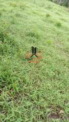 Virgin farm land open grassy area with natural slope ideal for cultivation Penonomé