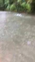 Land / Agricultural Ranch for Sale in Soná - 0 bedrooms