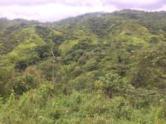 Expansive hillside pasture with tropical vegetation in Soná Veraguas