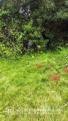 Boquete mountain land with dense natural forest perfect for eco project or mountain home Palmira Panama