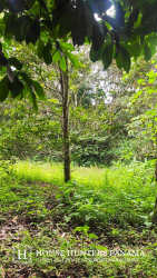 Mature tropical green forest land ideal for eco development in Palmira Boquete Panama