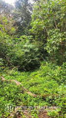 Land for Sale in Alto Boquete - 0 bedrooms
